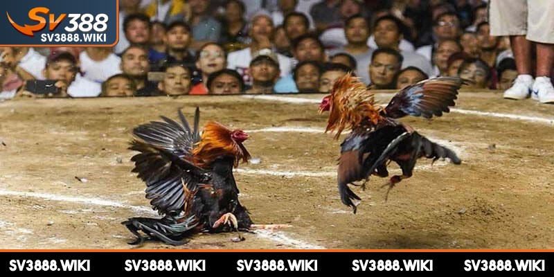 Cá cược đá gà online bắt nguồn từ trò chơi đá gà truyền thống lâu đời