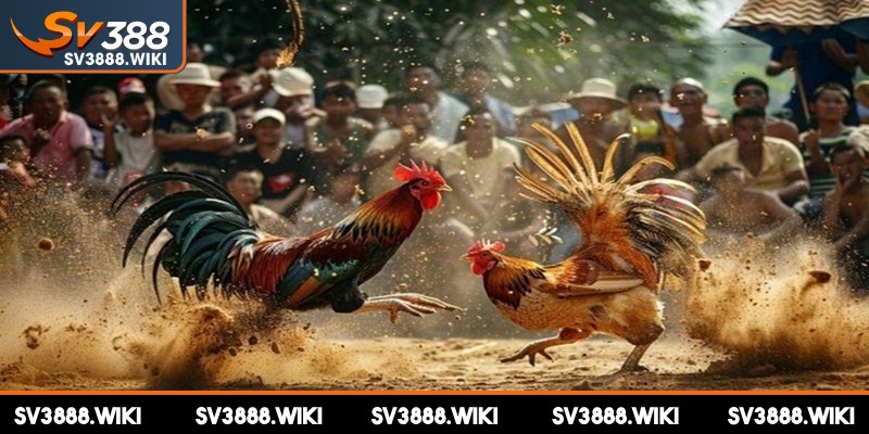 Các bước tham gia chơi chọi kê ăn tiền tại SV388 vô cùng đơn giản