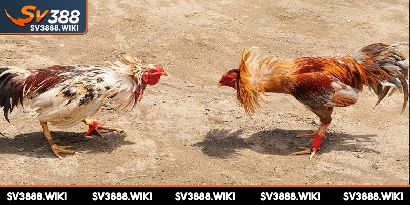 Kết quả chọi kê được công khai minh bạch và không có gian lận