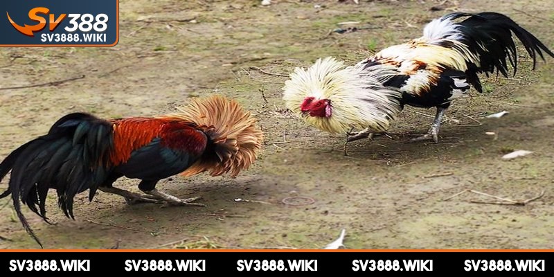 Anh em có thể lựa chọn nhiều kiểu đặt cược đá gà khác nhau