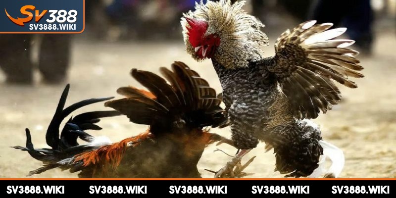 Tránh chọn những chú gà có nhiều thành tích khi đặt cược