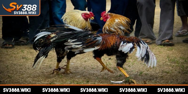 Hãy tìm hiểu kỹ lưỡng về các chiến kê trước khi anh em đặt tiền