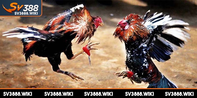 Đá gà Thái Lan cựa dao là hình thức giải trí được ưa chuộng hiện nay