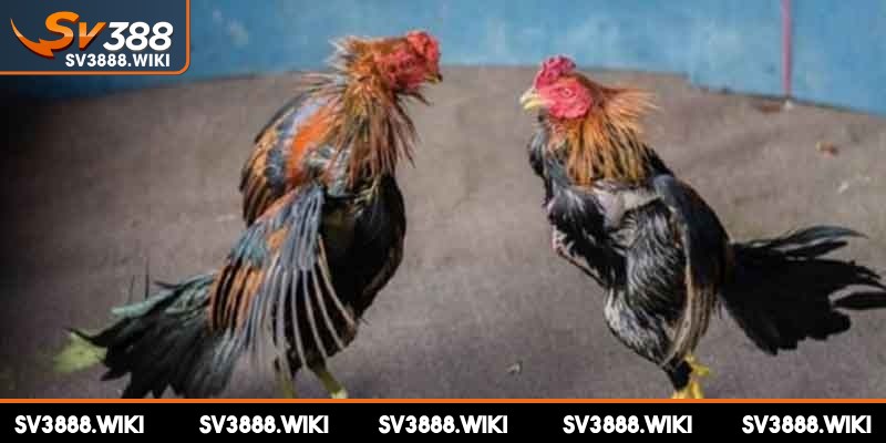 Trận chọi kê cựa dao luôn mang đến sự kịch tính và hấp dẫn không ngừng