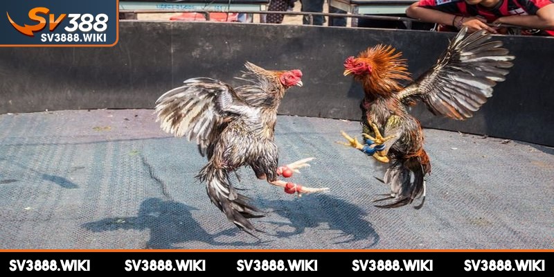 Xem chọi kê tại SV388 mang lại vô vàn ưu điểm nổi bật