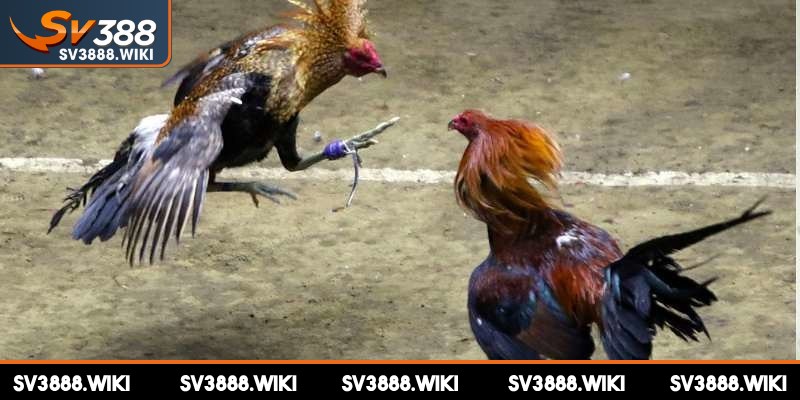 Thành viên đủ 18 tuổi trở lên mới có thể đăng ký đá gà Thomo