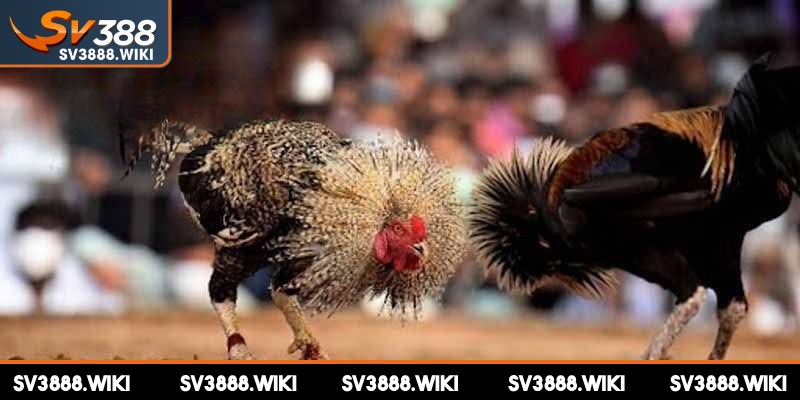 Thao tác tạo tài khoản đá gà tại SV388 vô cùng nhanh chóng