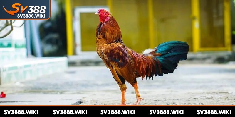 Giống Spartan có sức bền vượt trội và khả năng phục hồi nhanh chóng