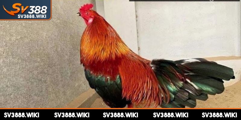 Gà xanh trích đá Thomo là dòng chiến kê rất được ưa chuộng