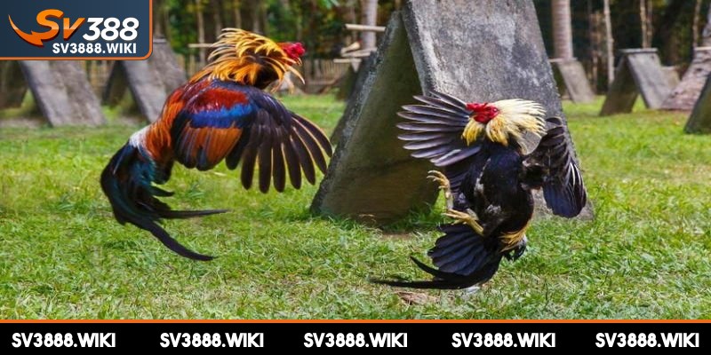 Lối đá cưa đè hai mang đòi hỏi sức mạnh vượt trội
