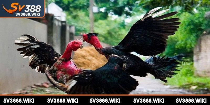 Chiến kê sử dụng lối mang lên mang xuống luôn gây ấn tượng