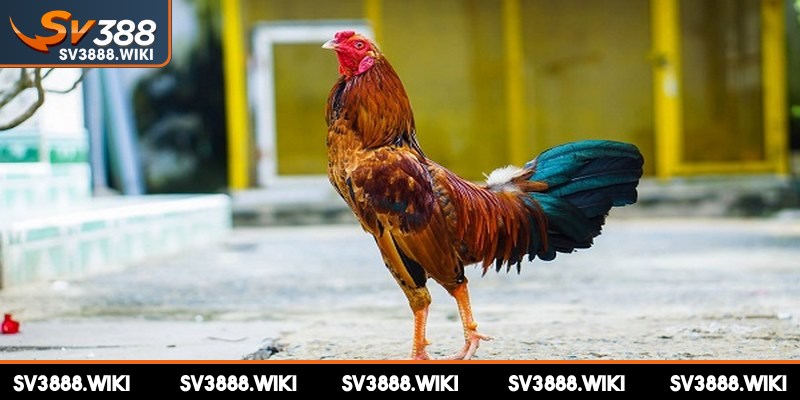Nhận biết màu sắc chủ đạo trên các vùng lông giúp sư kê đưa ra quyết định đúng
