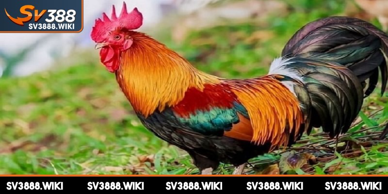 Mỗi màu mạng gà đá mang đến ý nghĩa và sức mạnh khác nhau