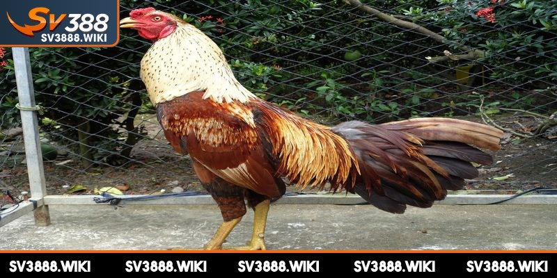 Mua gà đá trên mạng thông qua nhiều nền tảng