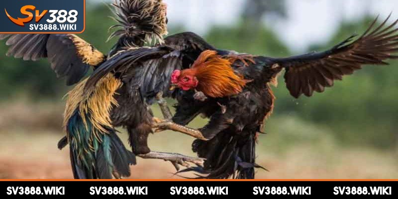 Tổng hợp đá gà Campuchia siêu kinh điển giữa anh Phúc và anh Hiền Long Xuyên