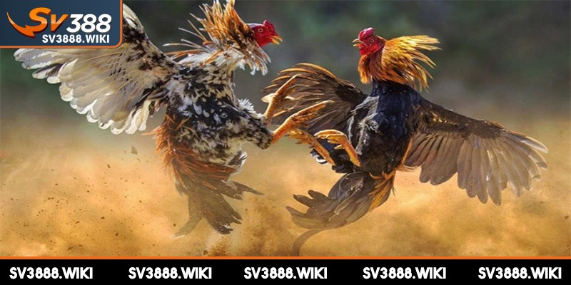 Trại gà SV388 đảm bảo an toàn và tính bảo mật cao cho tất cả người dùng