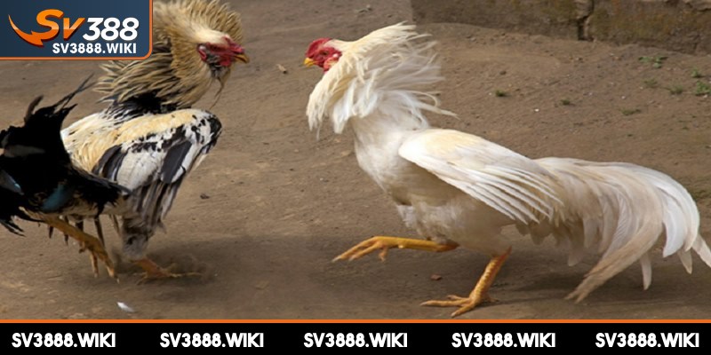 Trại đá gà chất lượng sẽ luôn hỗ trợ khách hàng tận tâm và chuyên nghiệp