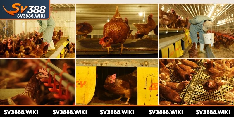 Chế độ huấn luyện tại trại anh Phúc Bình Dương thực hiện nghiêm ngặt