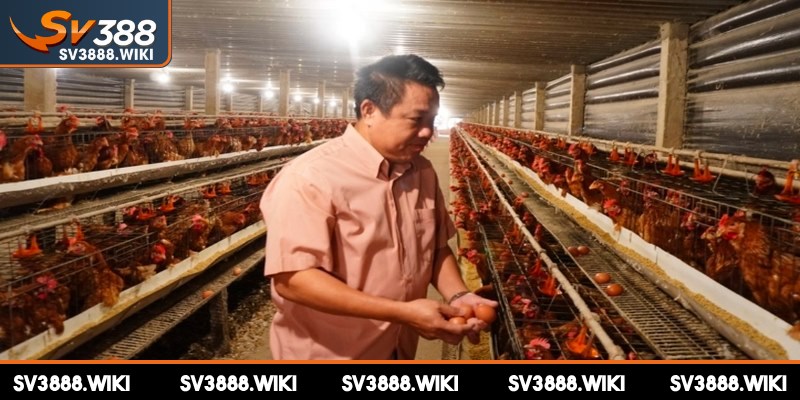 Trại gà Phúc Bình Dương được thiết kế sạch sẽ và thoáng mát
