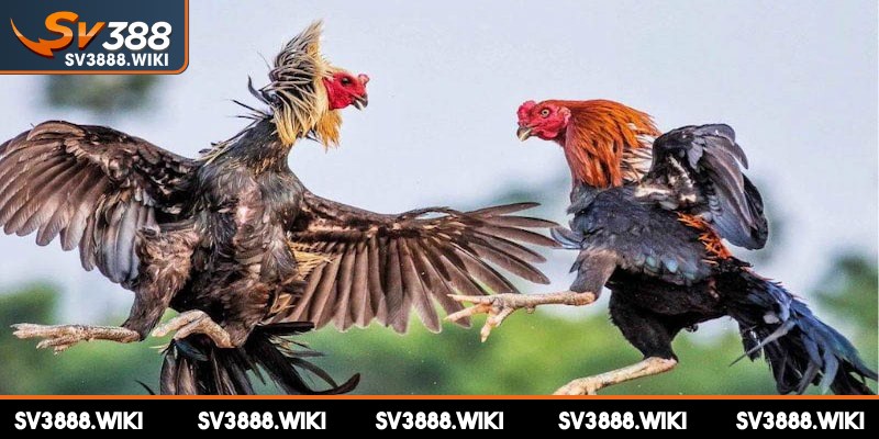 Trực tiếp gà đá Thomo là một hình thức giải trí vô cùng thú vị