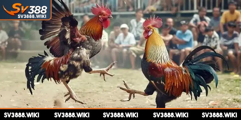Chọi kê Thomo cam kết an toàn và minh bạch mọi thông tin cho bạn