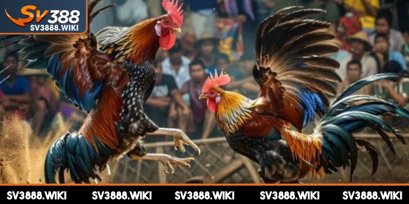 Thao tác đặt cược chọi kê trên SV388 vô cùng đơn giản và dễ dàng