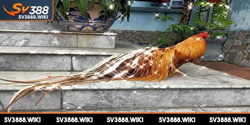 Hãy vệ sinh chuồng nuôi sạch, khô ráo và thoáng mát nhất