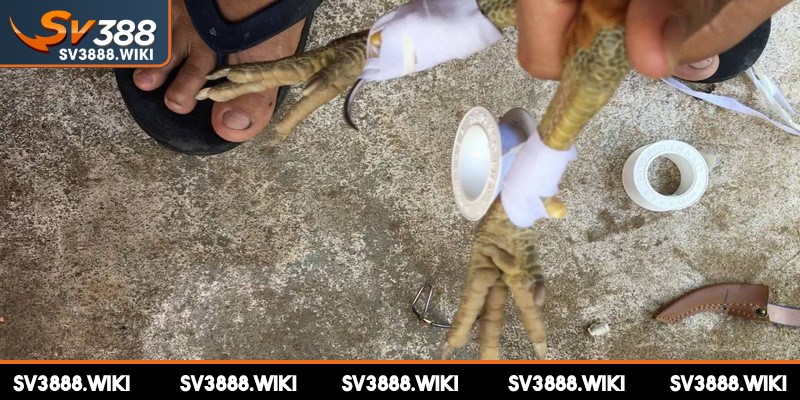 Kỹ thuật này giúp sức khỏe chiến kê được bảo vệ tốt nhất
