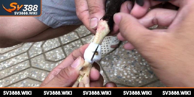 Cách quấn cựa gà nòi là một kỹ năng quan trọng bà con cần biết