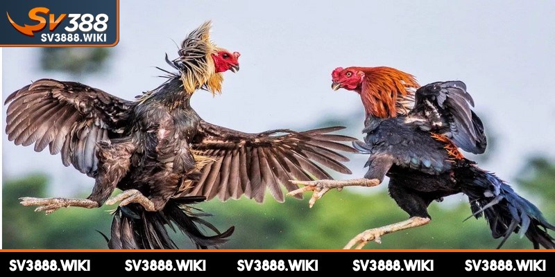 Đá gà Mexico là bộ môn thi đấu hấp dẫn với nhiều yếu tố đặc trưng