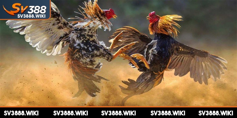 Cách phân bại thắng thua của hình thức này rất thú vị, độc đáo