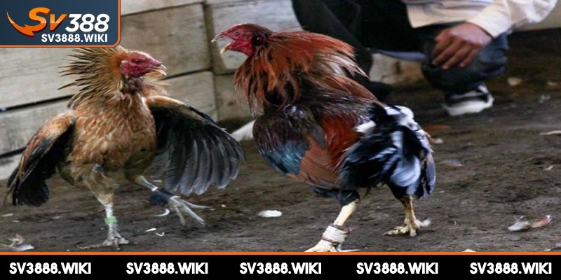 Hãy nắm bắt các kinh nghiệm để cá cược chọi kê hiệu quả