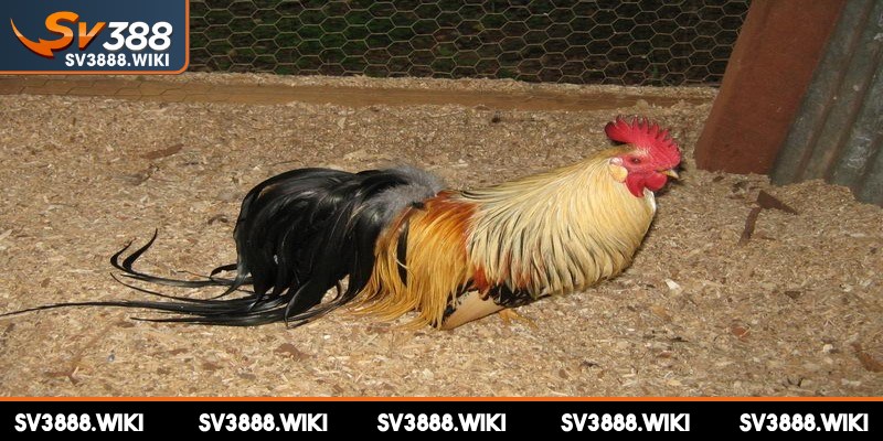 Chiến kê này có tập tính hiền, khả năng thích nghi cao