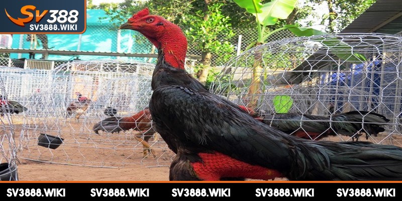 Tăng vận động là một cách giảm cân cho gà đá hiệu quả cao