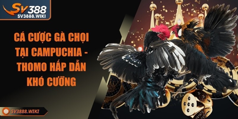 Cá cược gà chọi tại Campuchia - Thomo hấp dẫn khó cưỡng