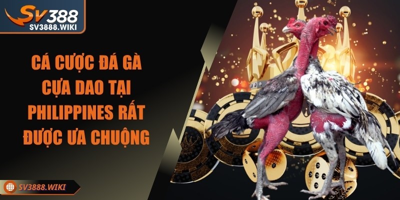 Cá cược đá gà cựa dao tại Philippines rất được ưa chuộng