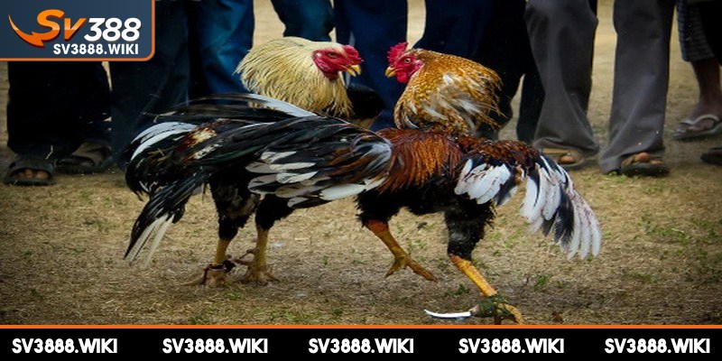 Khi cược chọi kê có đa dạng lựa chọn cho thành viên