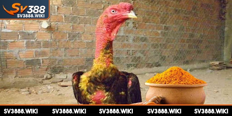 Vào nghệ cho gà chọi mang đến sức bền, chống chịu tốt hơn