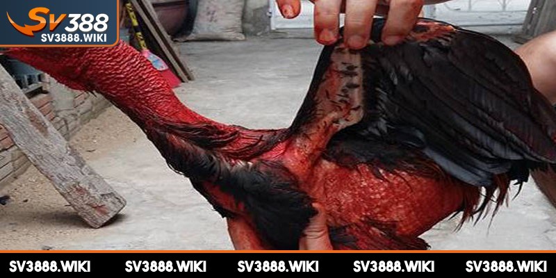 Thành viên lưu ý không vào nghệ lên vết thương còn hở